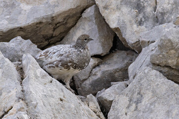 Rock ptarmigan (Lagopus muta) female close-up on rocky mountain slope in the alps, Bavaria, Germany