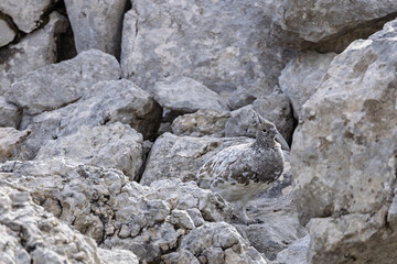 Rock ptarmigan (Lagopus muta) female close-up on rocky mountain slope in the alps, Bavaria, Germany
