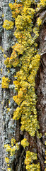 lichen sur un tronc d'arbre