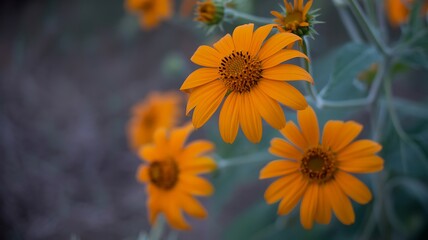 Vibrant Orange Yellow Wildflowers Macro with Soft Teal Bokeh Background