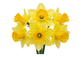 daffodils isolated on white