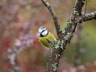 Blaumeise, Cyanistes caeruleus