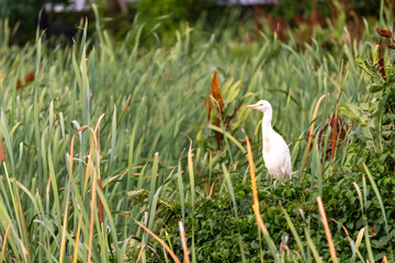 White Egret Standing in Wetland Vegetation