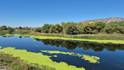 beautiful scenery of a river covered partly with lemna minor (duckweed)