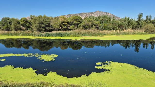 beautiful scenery of a river covered partly with lemna minor (duckweed)