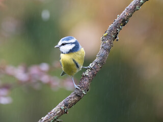 Blaumeise, Cyanistes caeruleus