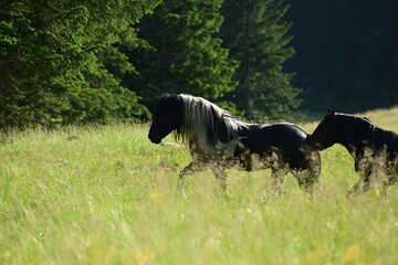 Zwei wunderschöne Noriker Hengste kämpfen spielerisch auf einer Bergwiese im Abendlicht