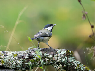 Kohlmeise, Parus major