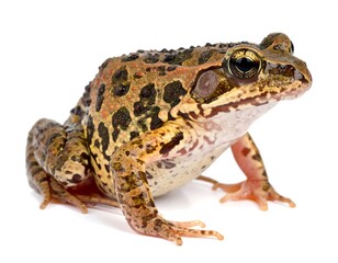 Fototapeta premium A close-up studio shot of a green and brown spotted frog with a white background. The amphibian is facing the right