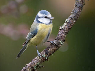 Fototapeta premium Blaumeise, Cyanistes caeruleus