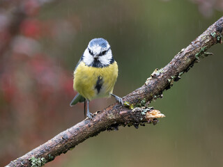 Blaumeise, Cyanistes caeruleus