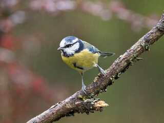 Blaumeise, Cyanistes caeruleus