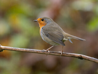 Rotkehlchen, European robin, Erithacus rubecula