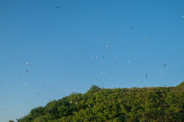Flock of Seagulls in a Clear Blue Sky.