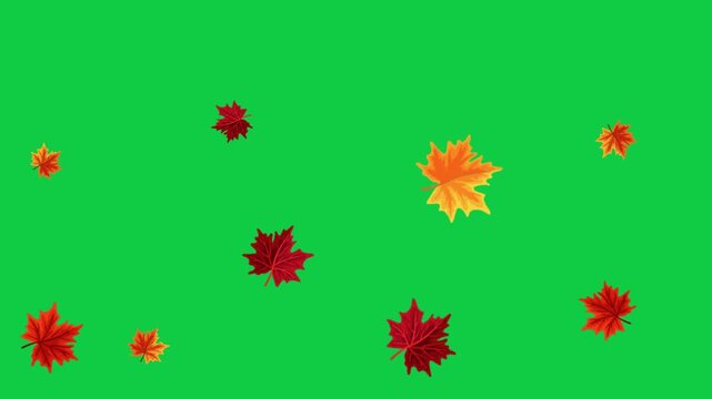 Maple leaves gently falling down against green screen