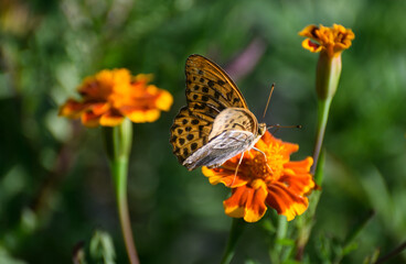 Butterfly on Vibrant Marigold Flowers in Nature.