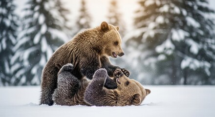 Obraz premium Grizzly Bears Playing in Fresh Snow with Evergreen Trees in Winter Forest Landscape