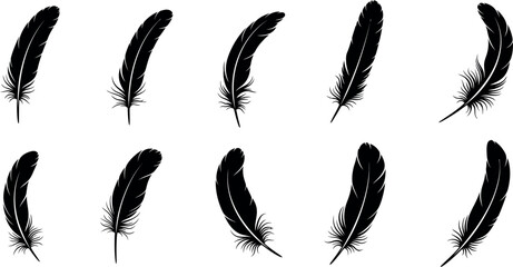  Collection of ten black feathers