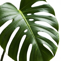 Close Up of Green Monstera Leaf with Water Droplets on White