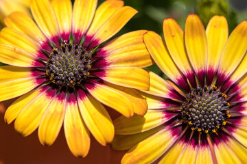 Two yellow daisies fill the image, anticipating the arrival of spring.