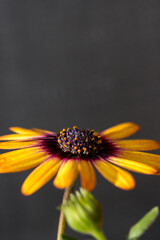 African daisy, vertical image. Copy Space with gray background. A blurred flower bud appears next to the flower. The flower is at the bottom of the image leaving space at the top.
