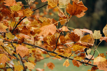 Fototapeta premium Autumn leaves of Liriodendron tulipifera tree in fall season.