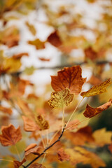 Macro of autumn leaves on Liriodendron tulipifera tree in fall.