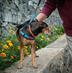 Woman combing a miniature pinscher outdoor.