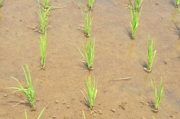 Young Rice Seedlings Growing in Muddy Paddy Field