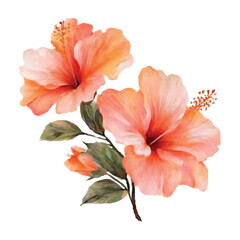 Watercolor painting of two peachy pink hibiscus flowers with watercolor illutrastion transparent background