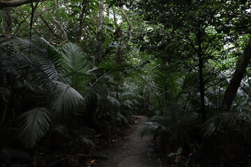 亜熱帯ジャングルの小道（緑に包まれた静かな森の中）
