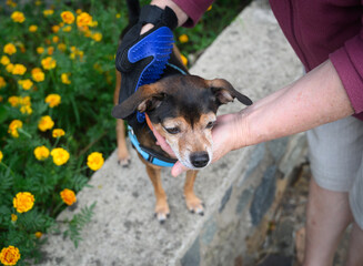 Woman combing a miniature pinscher outdoor.