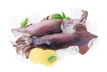 Raw squids, ice cubes, lemon slices, peppercorns and basil isolated on white, top view