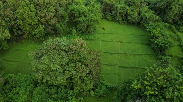 alphonso mango tree ariel view upwards