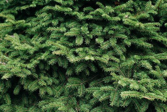 Green living spruce branches. Spruce branches serve as a background. Wallpaper. Space for text. 