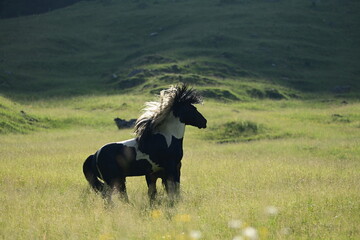 Zwei wunderschöne Noriker Hengste kämpfen spielerisch auf einer Bergwiese im Abendlicht