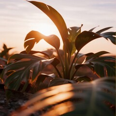 Tropical leaves at sunset