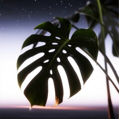 Monstera leaf against twilight sky