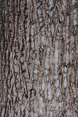 Obraz premium Closeup texture of natural tree bark background. Rough surface of trunk.