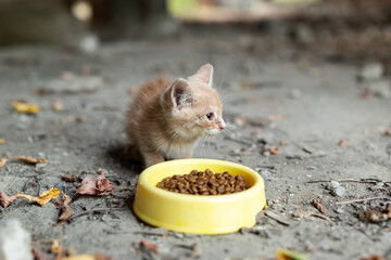 Homeless kitten next to a yellow food bowl amidst the ruins. Homeless kitten sitting near a bowl of...