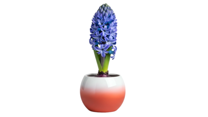 Vivid Blue Hyacinth Flower in White Pink Gradient Vase on Transparent Background