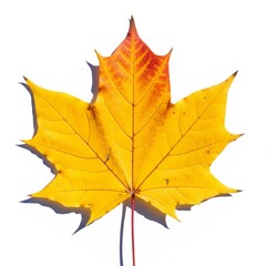 Fototapeta premium Vibrant Yellow and Red Maple Leaf with Detailed Veins on a Clean White Background