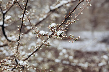 The branches of a tree blooming in spring are covered with snow.