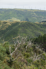 ニュージーランド　ウェリントンのスカイライン・ウォークウェイからの風景