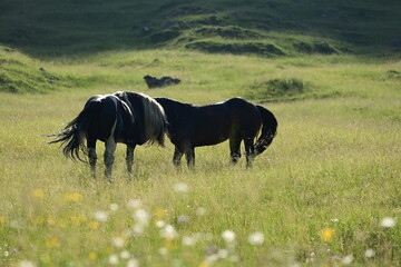Zwei wunderschöne Noriker Hengste kämpfen spielerisch auf einer Bergwiese im Abendlicht