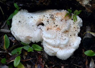 秋のキノコ、ヤマブシタケ