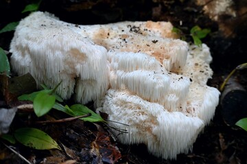 秋のキノコ、ヤマブシタケ