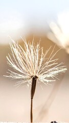 Obraz premium A single, dried seed head with delicate feathery filaments extended outward, captured in soft focus against a blurred background