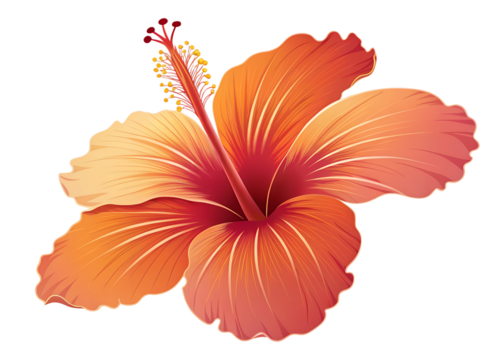 Vibrant Gradient Red Hibiscus Tropical Flower Bloom with Prominent Stamen Illustration