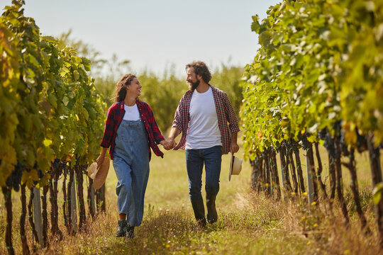 A couple strolls hand in hand through a lush vineyard, sharing laughter and joy amidst rows of grapevines during a sunny afternoon in harvest season. - Powered by Adobe